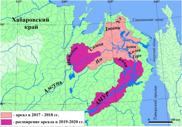 ИТОГИ ЛОСОСЕВОЙ ПУТИНЫ В ХАБАРОВСКОМ КРАЕ В 2020 Г.